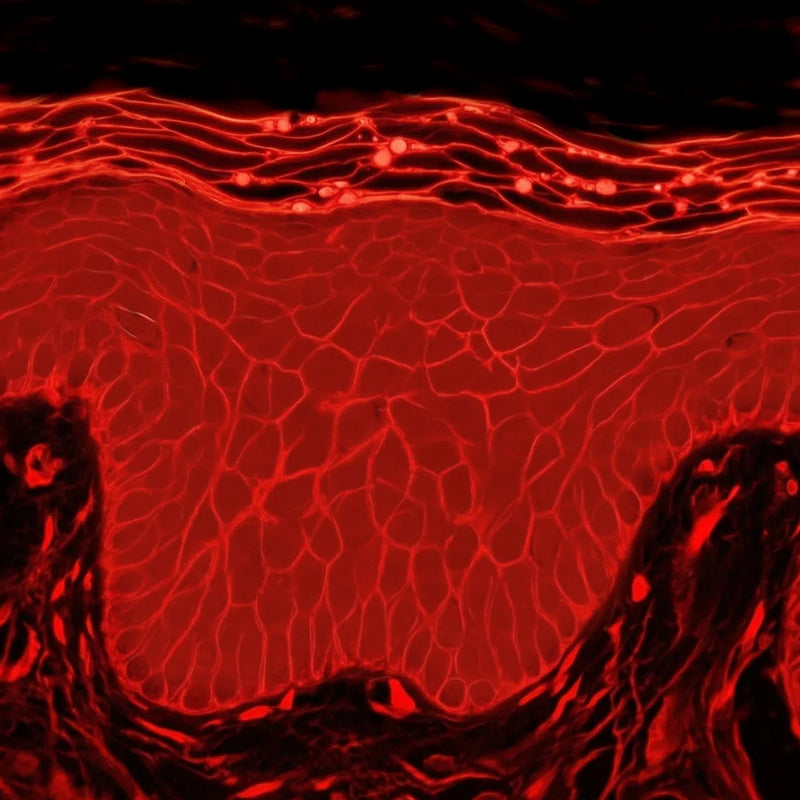 Simulated Oil Red O histology showing intact lipids of young healthy skin