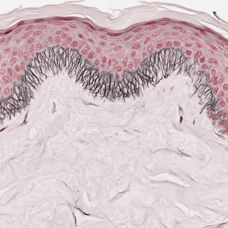 Simulation of healthy skin histology using H&E staining, showing intact scaffolding of collagen, fibrillin and elastic fibres